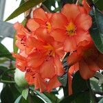 Rhododendron crassifolium