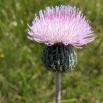Tyrimnus leucographus Flower