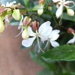 Clerodendrum indicum Flor