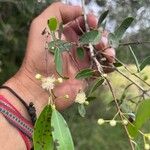 Myrcia multiflora Flower