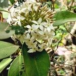 Acokanthera oblongifolia Blüte