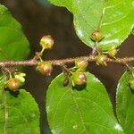 Casearia arborea Fruto