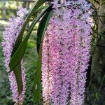 Rhynchostylis retusa Λουλούδι