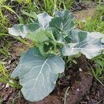 Crambe maritima Frukt