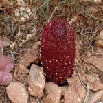 Cistanche violacea Bark