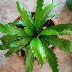 Asplenium nidusLevél