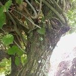 Hibiscus tilliaceus (Bark)