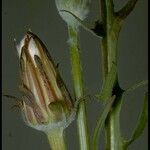 Agoseris grandiflora Blomst