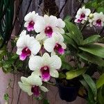 Dendrobium spp. Flower