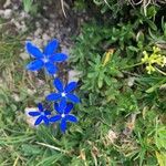 Gentiana utriculosa Virág