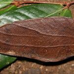 Gilbertiodendron unijugum Fruit