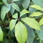 Aesculus parviflora Hoja