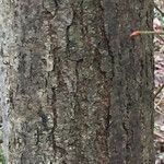 Acer pseudoplatanus Rusca