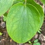 Dioscorea villosa Blatt