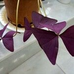 Oxalis triangularis 形態