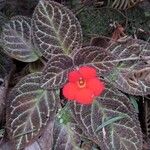Episcia cupreata ᱵᱟᱦᱟ