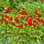 Cotoneaster nan-shan ഫലം