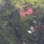 Amherstia nobilis Flors