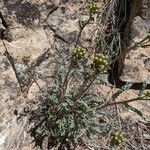 Senecio integerrimus Habit