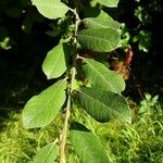 Salix cinerea Leaf