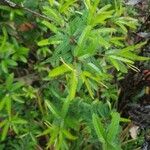 Mimosa polycarpa Leaf
