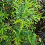 Mimosa polycarpa Blad