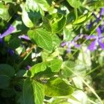 Vinca herbacea List