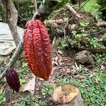 Theobroma cacao Fruto