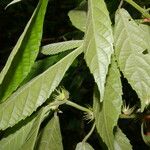 Acalypha apodanthes List