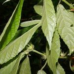 Acalypha apodanthes Feuille