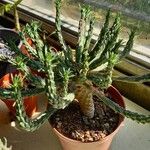 Euphorbia esculenta 葉