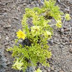 Erigeron compositus Hábito