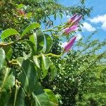 Cryptostegia madagascariensis Leaf