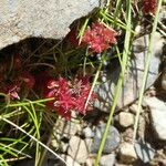 Sedum atratum Habit