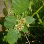 Euphorbia heterophylla Агульны выгляд