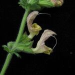 Salvia nubicola Yeri