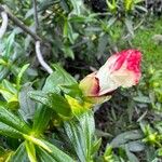 Cistus ladanifer Flower