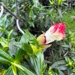 Cistus ladanifer Floare