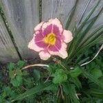 Hemerocallis fulvaFlower