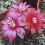 Gymnocalycium baldianum Flower