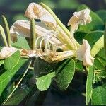 Bauhinia forficata 花