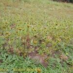 Bidens radiata आदत