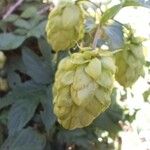 Humulus lupulusФрукт