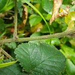 Rubus vestitus Rinde