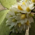 Calyptrochilum emarginatum Λουλούδι