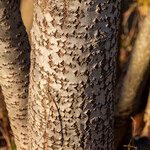 Populus × canescens Corteccia