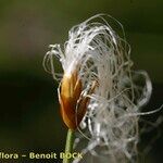 Trichophorum alpinum Fruit