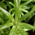 Portulaca pilosa Fuelha
