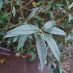 Ligustrum vulgare Hoja