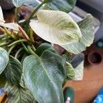 Philodendron tatei Liść